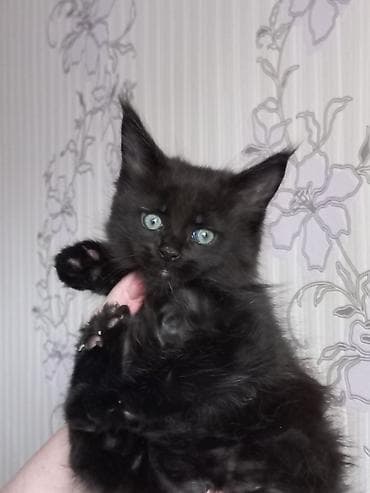 котёнки ош: Спешите забронировать шикарных котят породы мейн-кун от шикарного папы — 5