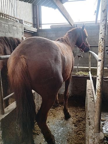 осёл купить: Продаю | Конь (самец) | Рабочий | Племенные — 4