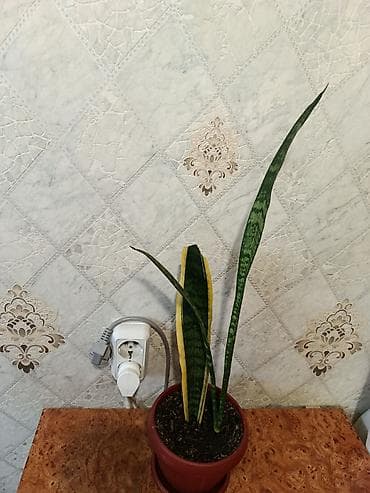 санс: Сансевиерия (сансевьера, «щучий хвост») в пластиковом горшке с — 2