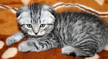 кошка свинкс: Скотиш Фолд (Шотландская вислоухая), 3 месяца, Девочка — 2