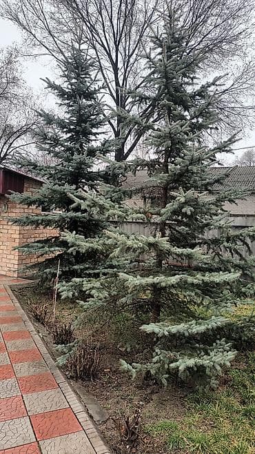 Семена и саженцы: Ель голубая (Picea pungens, сизая ель), декоративные взрослые — 1