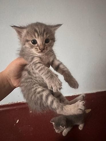 black cat: Котята серого окраса Описание: - Очаровательные котята с мягкой — 2