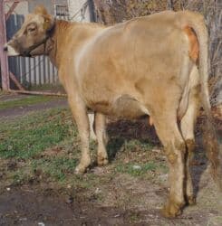 кыргыз добот ит: Продаю | Корова (самка) | Алатауская, Швицкая | Для молока | Искусственник — 3