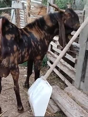 коза заненская: Продаю | Коза (самка) | Камори | Для молока — 3