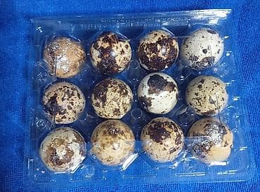 Перепелиные яйца в прозрачной пластиковой коробке на 12 штук. -