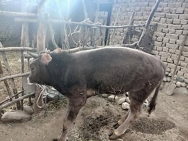 арабский лошади: Продаю | Бык (самец) | На откорм | Привязанные — 3