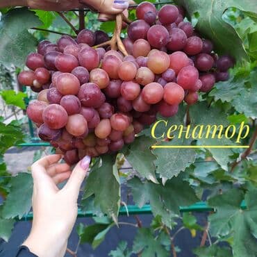 чай оптом бишкек: Көчөттөр : Өзү алып кетүү — 2