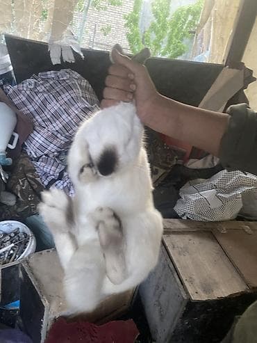 живые дрожи: Продаю | Крольчата | Калифорнийская | Для разведения — 4