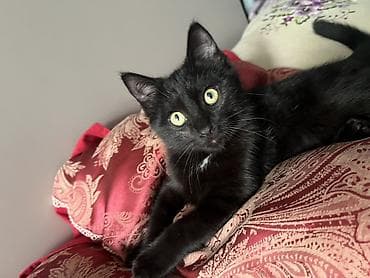 лысые котята: Котёнок, чёрный короткошёрстный - Окрас: насыщённый чёрный с — 2