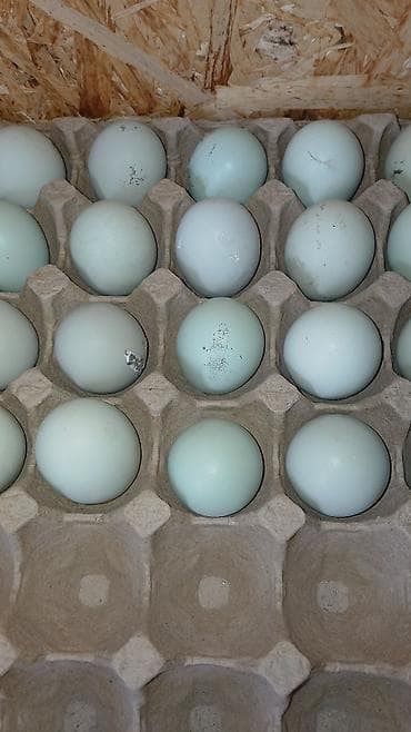 туки сена: Яйца ЭКОцветная скорлупаот породы Ухейилюй, богаты витаминами — 1