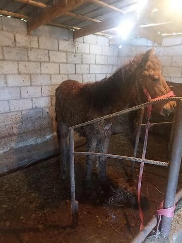 коня: Продаю | Жеребец | Для разведения | Племенные — 4