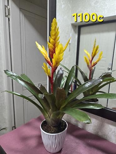 тёщин язык: Сансевиерия (Sansevieria, «щучий хвост») в горшке. Описание: - — 6