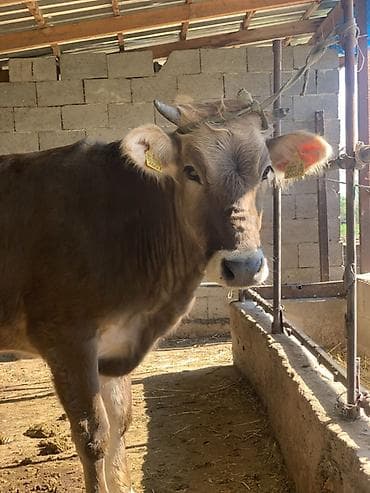 зоомагазин бишкек птицы: Продаю | Корова (самка) | Алатауская | На откорм | Привязанные — 4