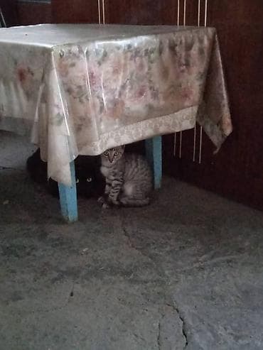 котенка даром: Отдадим котят в добрые руки бесплатно! Котятам около месяца, возможно — 3