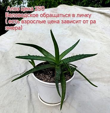 искусственные цветы для декора бишкек: Комнатные растения и детки для размножения: - Гименокаллис — 6