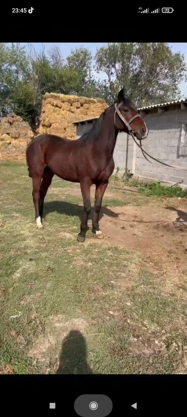 Иттер: Сатам | Байтал | Жумушка — 7