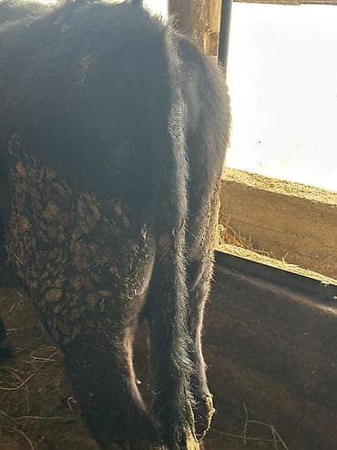 мал базар бишкек: Продаю | Бык (самец) — 4