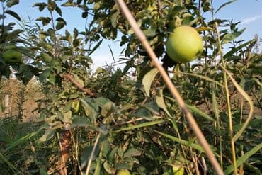 купить семена цветов в бишкеке: 🌳 Продается яблоневый сад – 6 гектаров 🍏 📍 Местоположение: село — 2