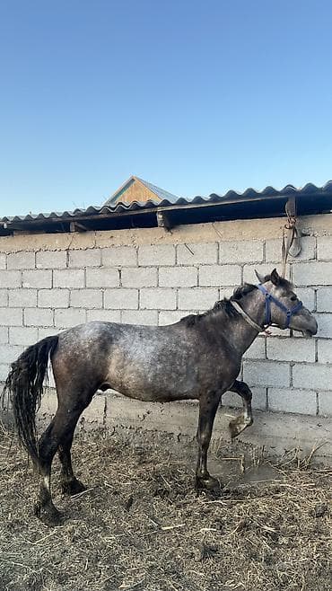 Продаю | Конь (самец), Жеребец | Конный спорт — 8