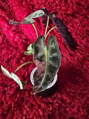 большой фикус: Ароидное комнатное растение Alocasia (вариететная форма) — 4