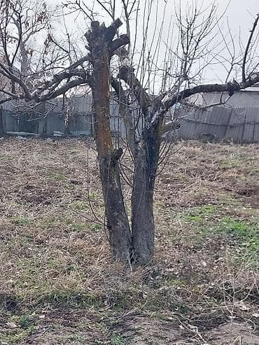 товары из дерева: Продаю деревья яблоки цена договорная самовывоз — 1