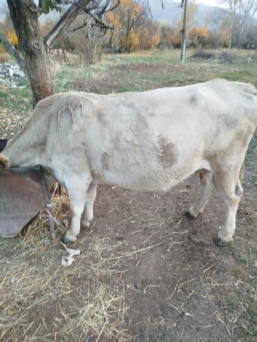 дом для собаки: Продаю | Корова (самка) | Полукровка | Для разведения | Стельные — 3