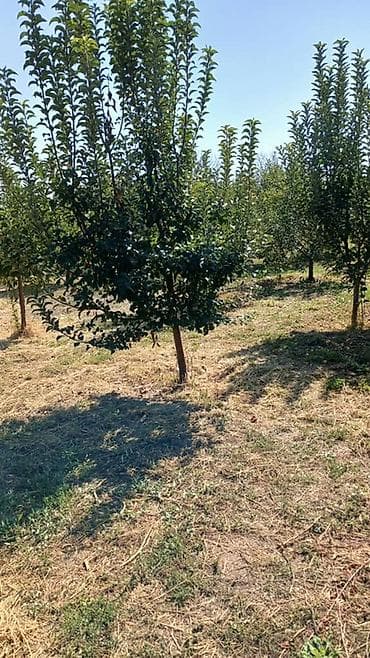 участок в ленинском: 10 соток, Для сельского хозяйства, Красная книга — 8