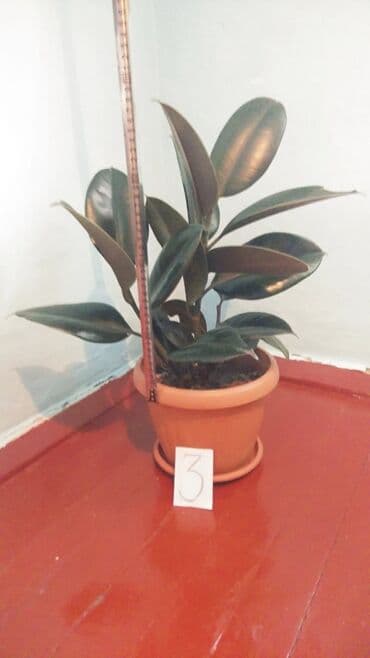 обмен на комнатные растения: Фикус Черный Принц. Характеристики: Фикус номер 2 имеет высоту 50 см — 2