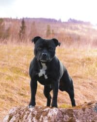 собака бульдог: Питбуль ❤️ рр 2 года кабель — 1