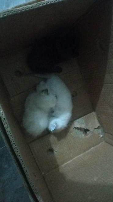 котята в хорошие руки: Котята, помёт из трёх малышей. - Окрас: двое светлых (кремово-белые с — 1