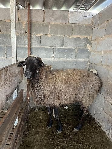 Куры, петухи: Продаю | Овца (самка) | Для разведения | Матка — 3