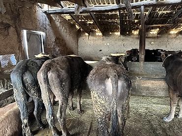 бычки продаются: Продаю | Бык (самец) | На откорм — 8