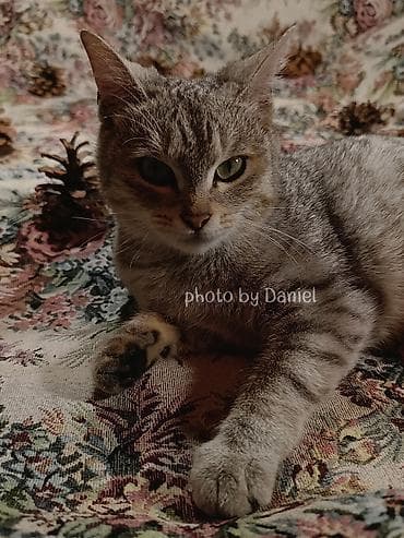 ветеринарная клиника токмок: Отдам кошечку — 5