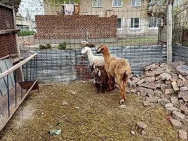 голуби голуби: Продаю | Овца (самка) | Для разведения | Матка — 5