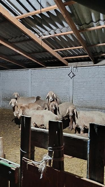 баранны: Продаю | Овца (самка) | Для разведения | Племенные — 1