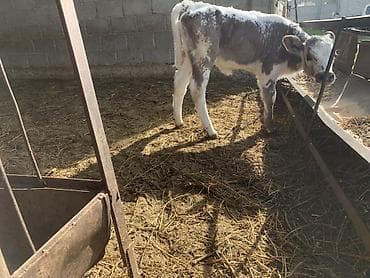 утки с утятами: Продаю | Музоо, торпок — 5