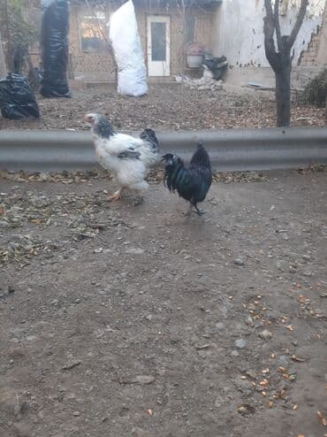 домик для животных: Ухейлу чистый петушок маладой толка начил пет 1ш прашу 1500сом брамо — 6