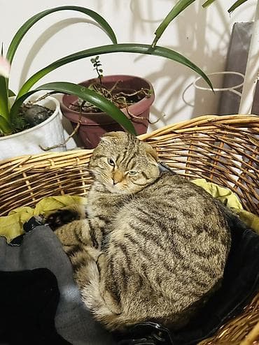 кошки продаются очень бесплатно: Скотиш Страйт (Шотландская прямоухая), 1 месяц, Девочка, Приучена к лотку — 5