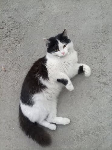 шотландская вислоухая кошка длинношерстная: Кошка, пушистая двуцветная (черно-белая), полудлинношёрстная. Возраст — 2