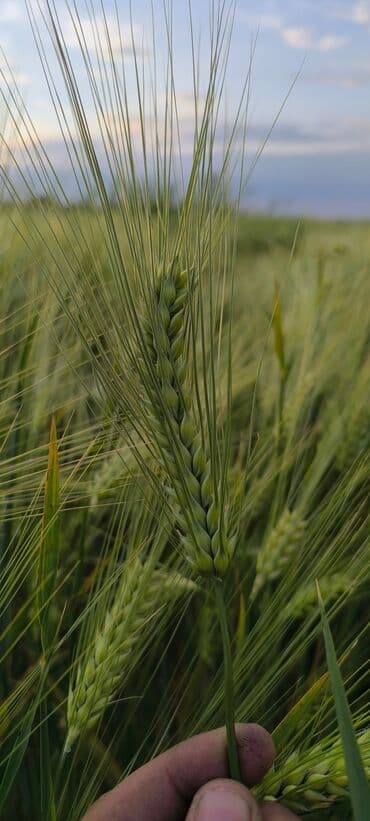 цена минеральных удобрений: Яровой ячмень, сорт „Космос " первой репродукции. Урожай 2025 — 1