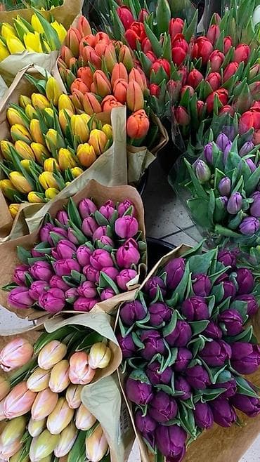 Ёлки: 🌷 ОПТОМ — 100 сом / шт Голландские тюльпаны оптом в Бишкек Свежая — 3