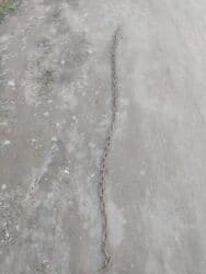 Грызуны: Цепь 2 метра — 1