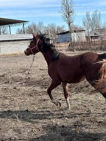 конный: Продаю | Кобыла (самка) | Конный спорт — 4