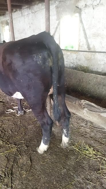 обезьяна живой: Продаю | Тёлка | На откорм | Не стельные — 4