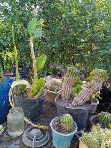 мантышницы бишкек: Продам кактусы — 8