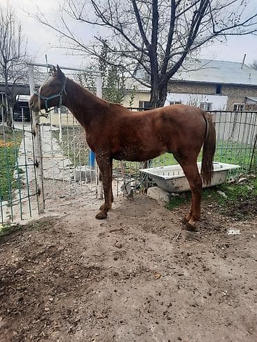 Продаю | Корова (самка) | Для молока | Стельные