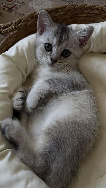 Котёнок серебристого окраса (шиншилла/серебристый табби) с крупными at lalafo.kg Котёнок серебристого окраса (шиншилла/серебристый табби) с крупными