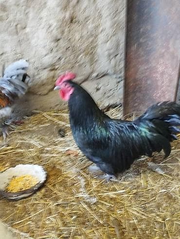 короз гул: Сатам | Короздор | Көбөйтүү үчүн — 1