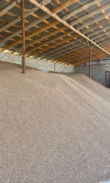 купить саженцы цветов в бишкеке: Коп жылдык эспарцет уругу. Уроончулук чарба "Победитель" Ысыккол обл — 5