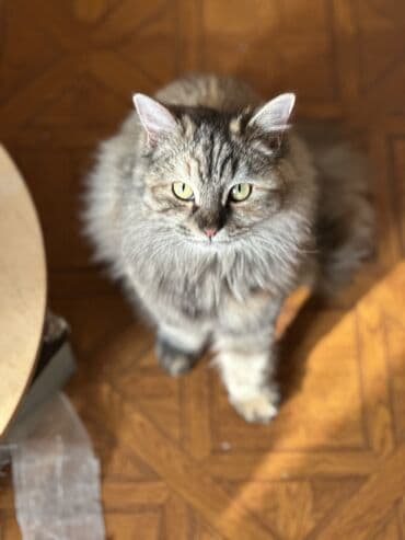 договорная кошка даром британская короткошёрстная 1 год мальчик метис 2 позвонить написать: Кошка даром: Беспородная, 4 месяца, Мальчик, Кастрирована, Приучена к лотку, Проглистована — 1